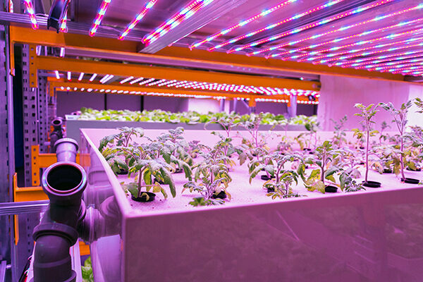 Tomato,Young,Plants,Grow,In,Aquaponics,System,Combining,Fish,Aquaculture