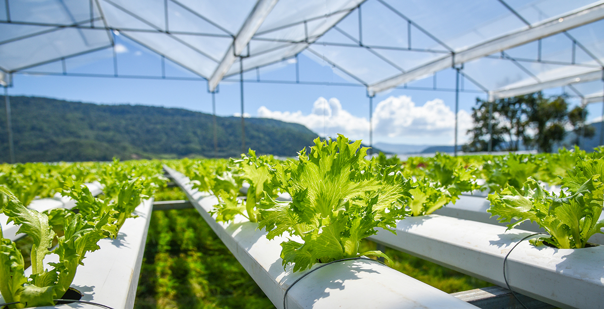 What Is Hydroponics & How Does Hydroponics Work